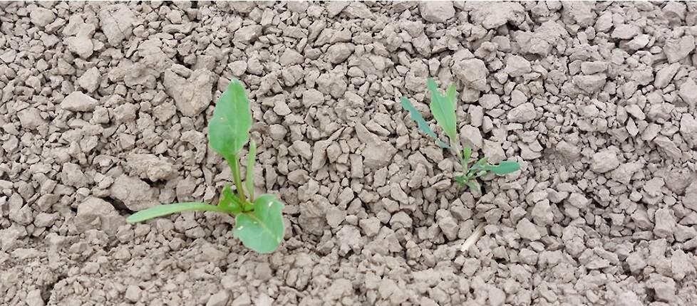 Foto: varkensgras en bietenplant