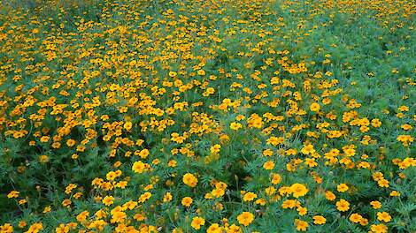 Tagetes in de zomer telen kost een graanoogst, maar compenseert dat door een duidelijke plus in de volgende zetmeeloogsten.