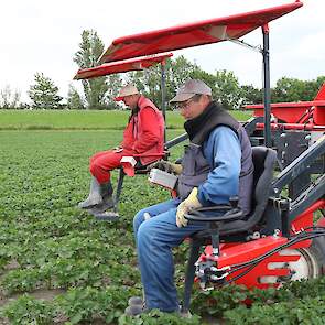 Martijn Dijk (in rode overall) is een medewerker van Zuiderveld. Piet Flipsen is een ZZP’er die zichzelf met zijn selectiekar verhuurt aan pootgoedtelers. Er is veel vraag naar goede selecteurs, weet Flipsen. „Veel jongeren willen dit werk niet meer doen.