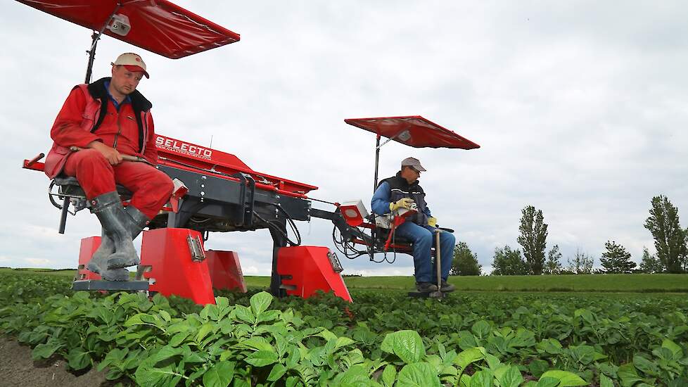 De luizendruk was aanvankelijk vrij hoog in de regio, maar dankzij de regen is die druk sterk afgenomen. „Bovendien hebben we hier veel noordenwind, en dat is gunstig.”