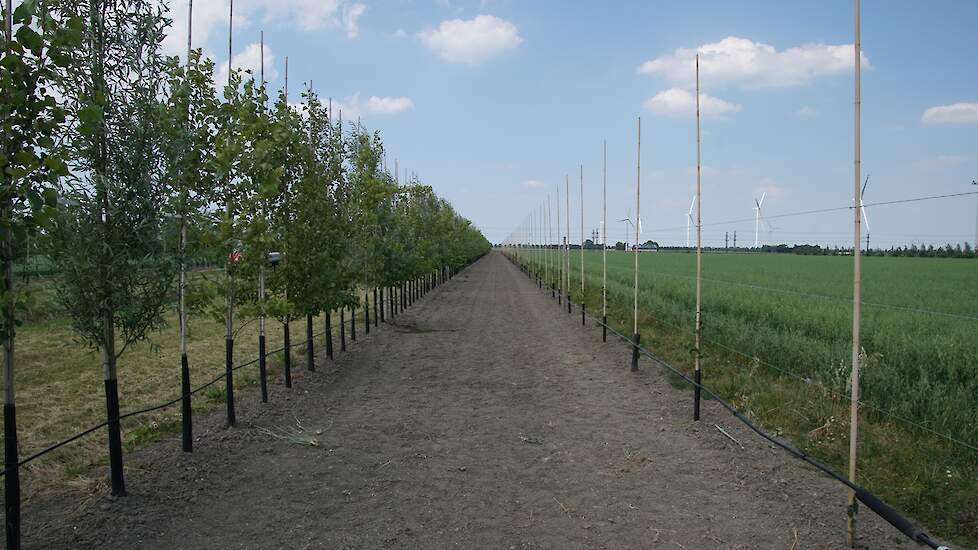 Agroforestry