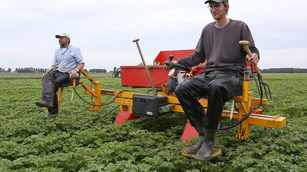 Vader en zoon selecteren hier stammen van het ras Ivetta. De stammen zijn voor eigen vermeerdering. „Hierdoor weet ik exact wat er met mijn pootgoed is gebeurd.”