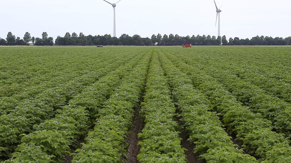 De With teelt in maatschap met zijn ouders 15,5 hectare pootgoed, inclusief stammen.