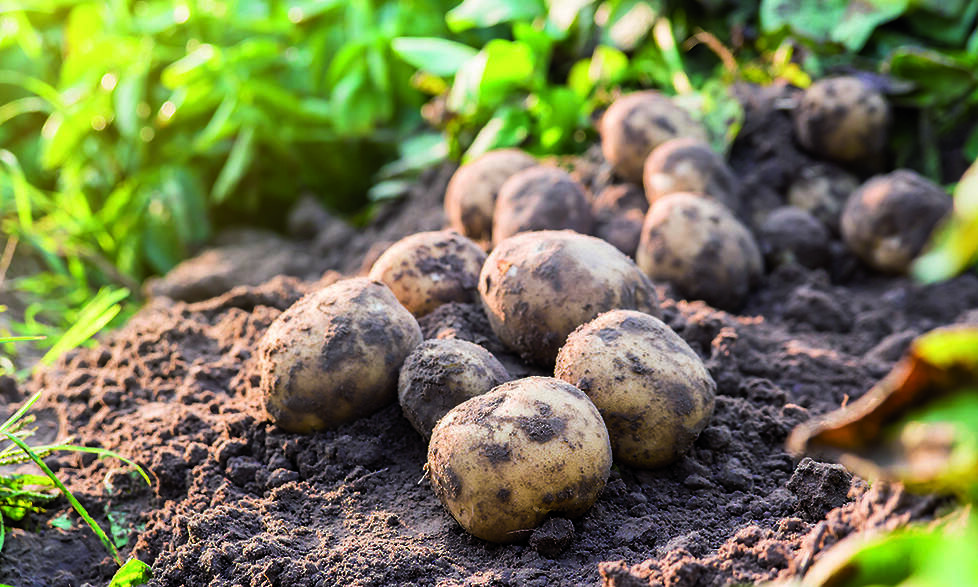 Mooie gerooide aardappelen