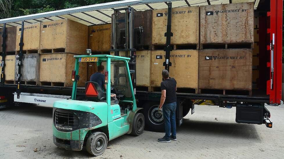 De oogst gaat af land direct naar Gourmet, waar de knoflook wordt gesorteerd en in de koeling wordt bewaard.