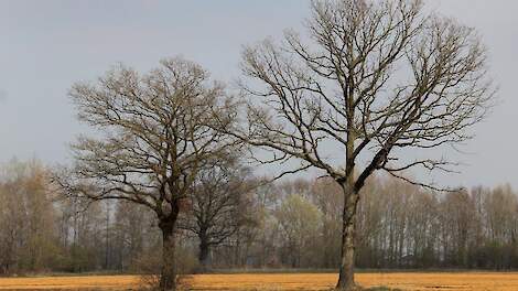 Het gebruik van glyfosaat om grasland, groenbemesters of vanggewassen dood te spuiten is juridisch niet haalbaar.