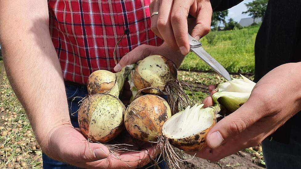 Ze hebben enkele uien doorgesneden om te zien of er voldoende bladloze rokken in zitten. Het aantal bladloze rokken is mede bepalend voor de bewaarbaarheid.