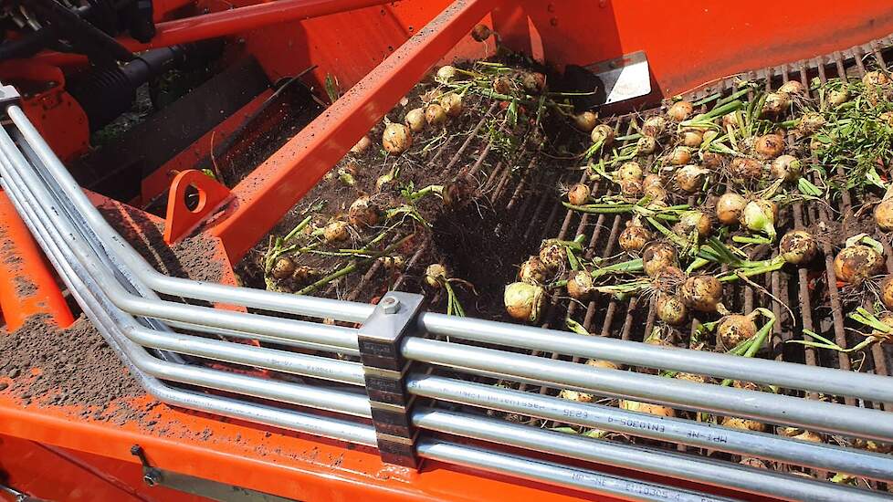 De opbrengst zit naar schatting tussen 50 en 60 ton per hectare. Gerard Booijink: „De tonnen zitten op de goeie plekken; op 60 procent van het stuk gaan we over de 60 ton.”