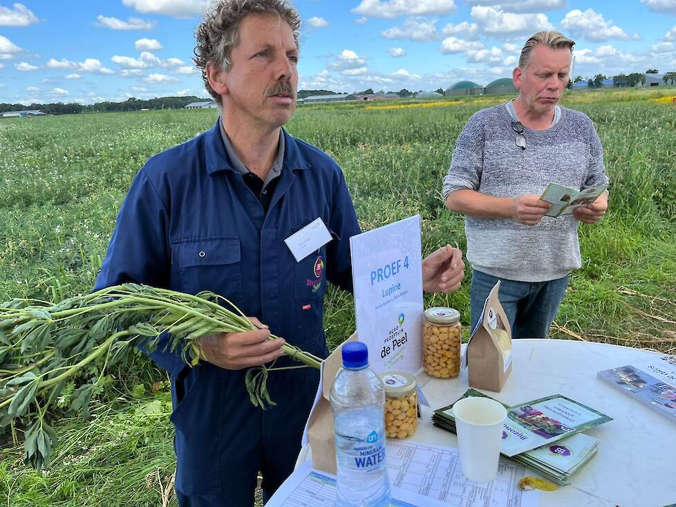 Vollegrondsgroenteteler Henk Kerkers uit Deurne zet in op lupine voor de humane consumptie.
