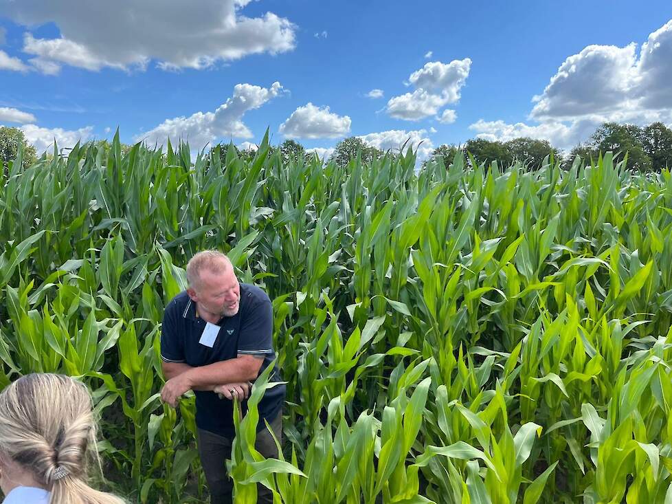 Ron Cox van Agrotechnics tussen de maïsplanten.