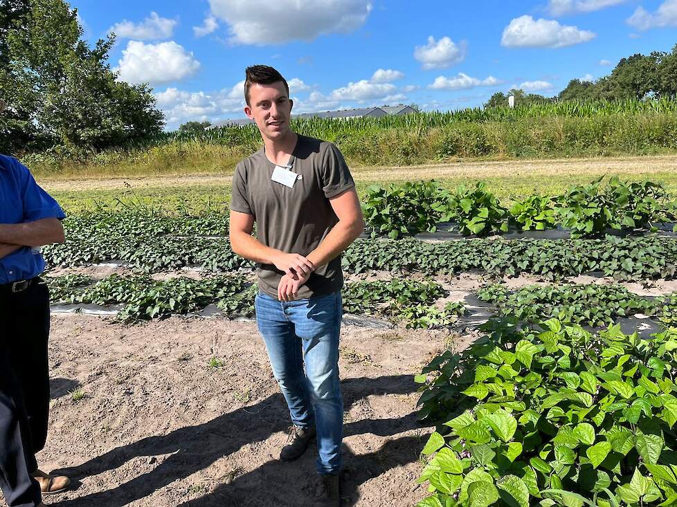 Wim van Tilburg (Delphy) bij zijn zoete aardappels.