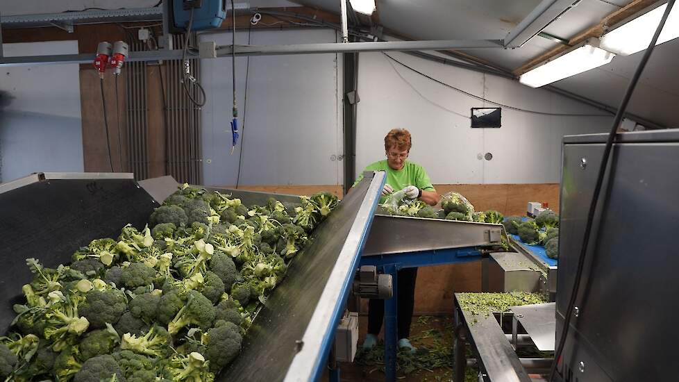 Begin juni worden de eerste percelen broccoli geoogst en verwerkt. Deze zijn begin maart onder vliesdoek geplant.