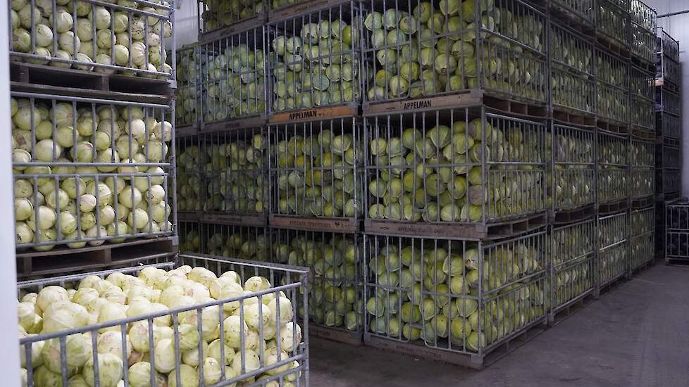 Appelman teelt voor een groot aantal supermarktketens, waaronder Albert Heijn (Bakker Barendrecht), Lidl en Dekamarkt.