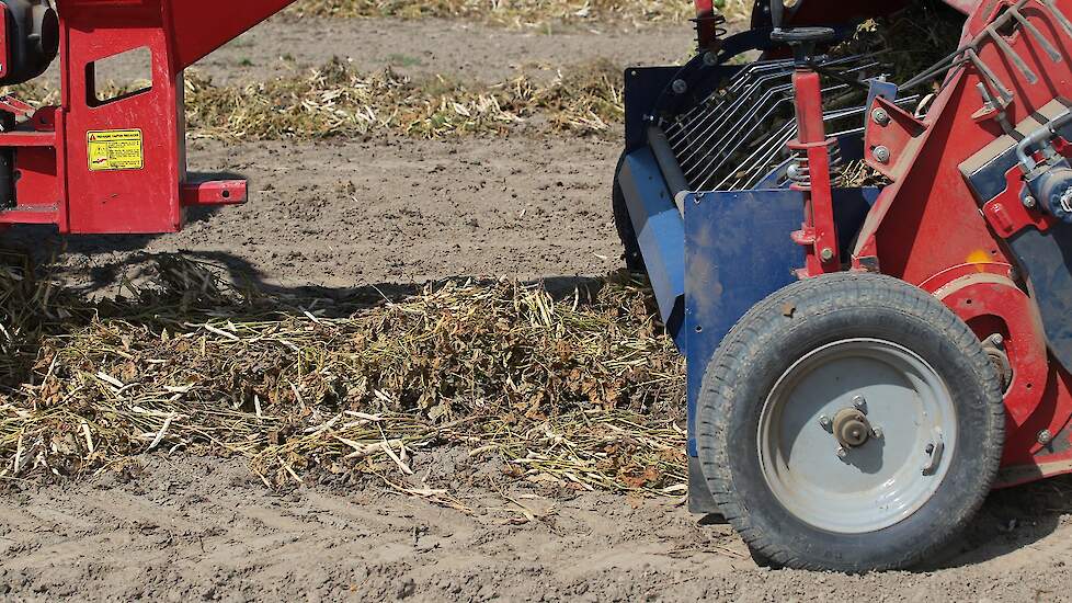 Enkele dagen voor de oogst worden de planten losgeschoffeld en in het zwad gelegd. Afhankelijk van het weer en het product liggen ze twee tot drie dagen in het zwad. Als het gewas nog wat groen is, blijft het een dag langer liggen.