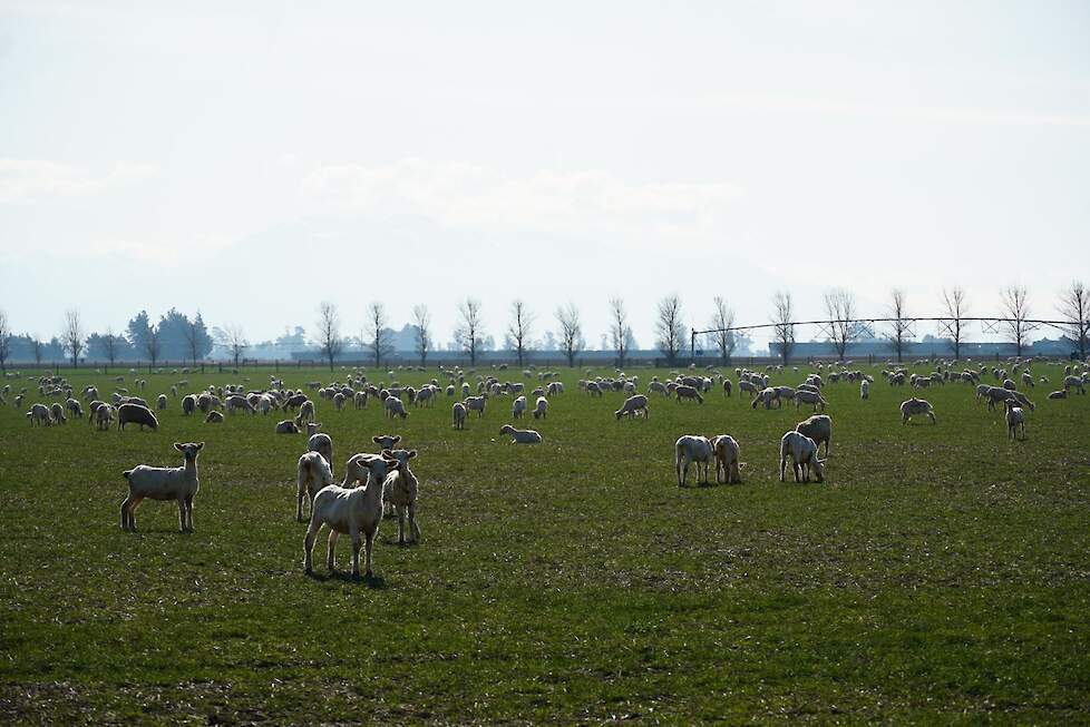 Pasgeschoren lammeren op een perceel graszaad dat begin april is gezaaid.