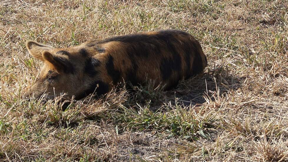 Het Akkervarken kan helpen bij het bestrijden van aardappelopslag. Ze zoeken de achtergebleven knollen met hun scherpe reukvermogen op.