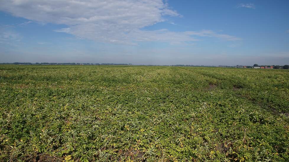 Als het aardappelgewas fysiologisch ouder wordt, raakt het gevoeliger voor de schimmelziekte alternaria. Door rekening te houden met zowel die veroudering van het gewas als de infectiedruk van de alternariaschimmel, kan de teler het juiste moment kiezen v