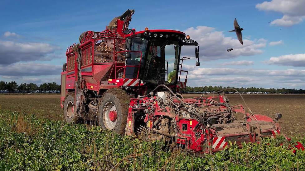 Suikerbieten rooien | Sugar Beet harvest | Zuckerrüben roden | Holmer | Terra Dos | Bietenoogst 2022