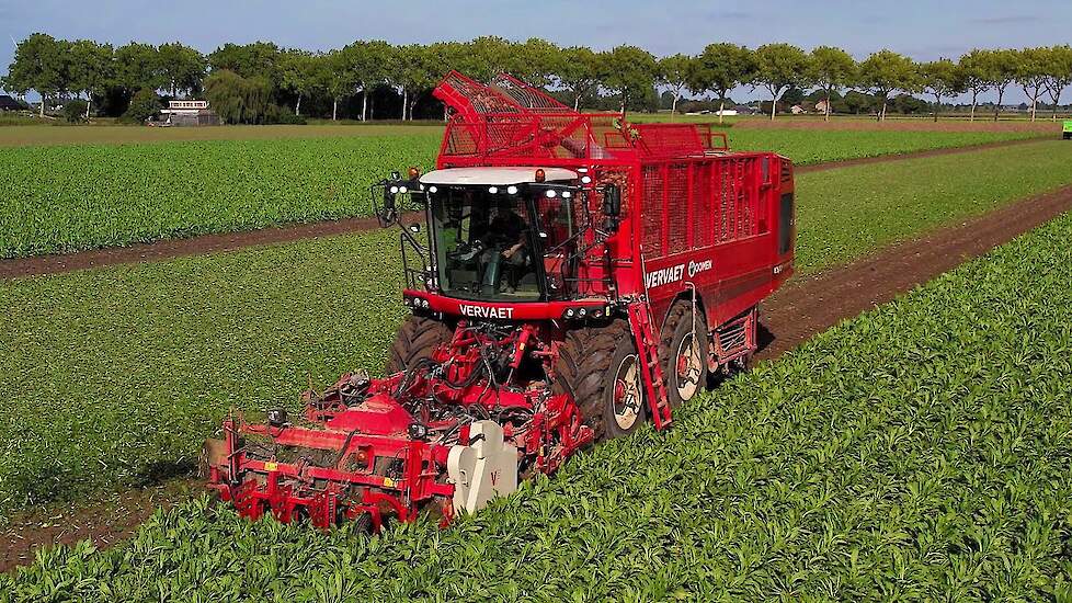 Cichorei rooien | Chicory harvest | Chicorée roden | Vervaet 625 EVO | Fendt | Miedema | Oogst 2022