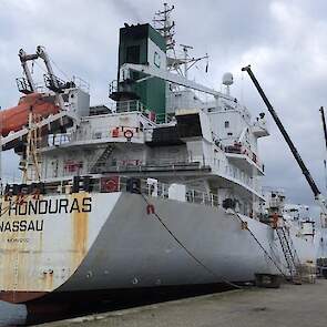 Een schip wordt in de haven van Velsen geladen met pootgoed.