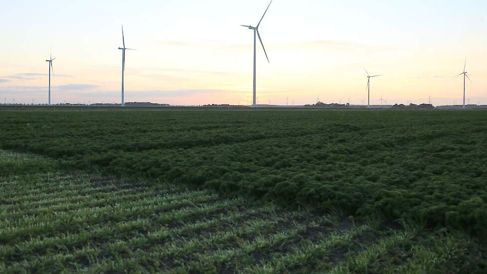 Eén van de grote uitdagingen in de peterselieteelt is onkruidbestrijding. „Eerder hadden we nog Linuron, daarmee bleef het gewas schoon en hadden we weinig nawerk. Nu moeten we veel met de hand doen.” Via afnemer VNK, de kruidendrogerij uit Biddinghuizen,