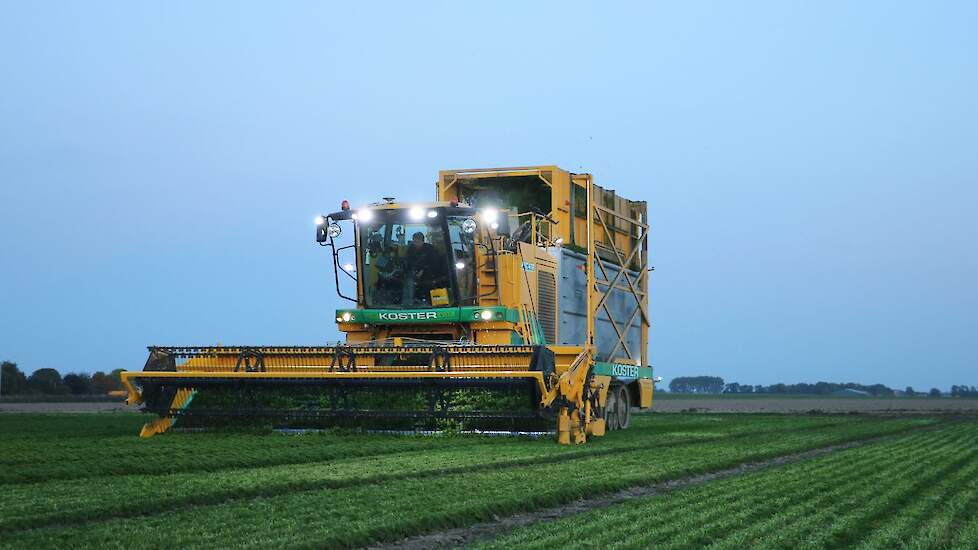 Peterselie wordt in april gezaaid en, afhankelijk van het groeiseizoen, drie tot vijf keer per jaar geoogst. De eerste maaibeurt pakte bij de peterselie van Bergmans erg goed uit, de daarop volgende twee maaibeurten waren beduidend minder goed. Een gevolg