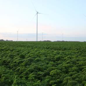 Peterselie wordt in Nederland vooral geteeld in Flevoland en West-Brabant. In Nederland wordt 170 hectare peterselie geteeld, waarvan 120 hectare in Flevoland.