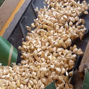 De Lodders telen de knoflook voor de verse markt. De knoflook wordt geteeld onder de voorwaarden van PlanetProof.