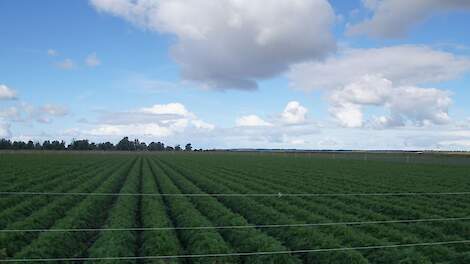 Peen in de proef Everergreen Akkerbouw