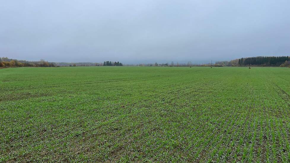 wintergerst