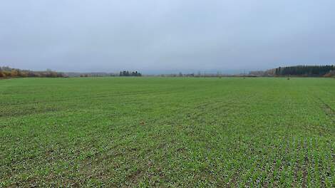 wintergerst