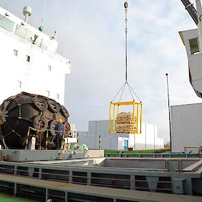 Agrico laadt schepen voor de export in Harlingen en in Beverwijk. De voorkeur ligt bij Harlingen, zegt Pot. „Het pootgoedgebied ligt in deze regio, dat scheelt een hoop in transportkosten.” Harlingen is echter beperkt qua diepgang. „Alleen schepen tot 4.0