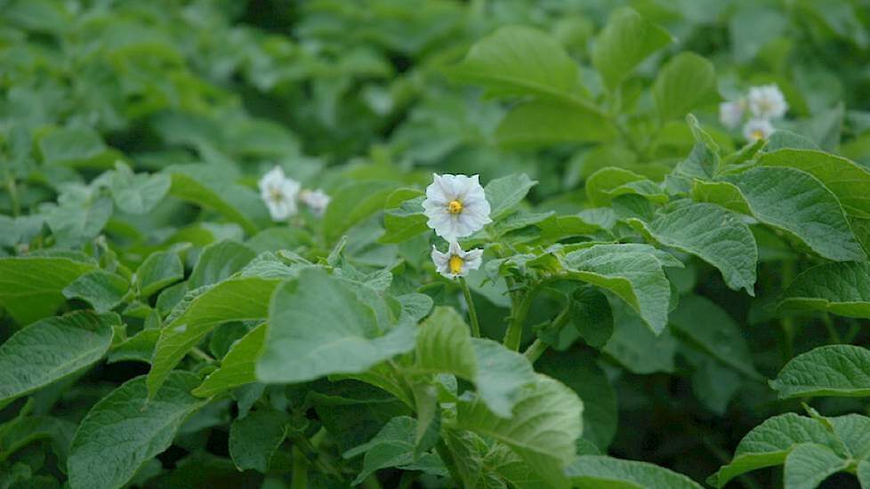 aardappelen in bloei