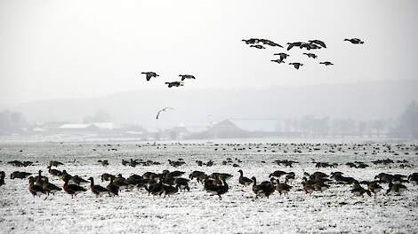 Gänse befallen deutsche Rüben- und Winterweizenfelder |  Akkerwijzer.nl