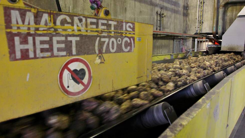 Afbeelding van suikerbieten die de fabriek in gaan voor verdere verwerking
