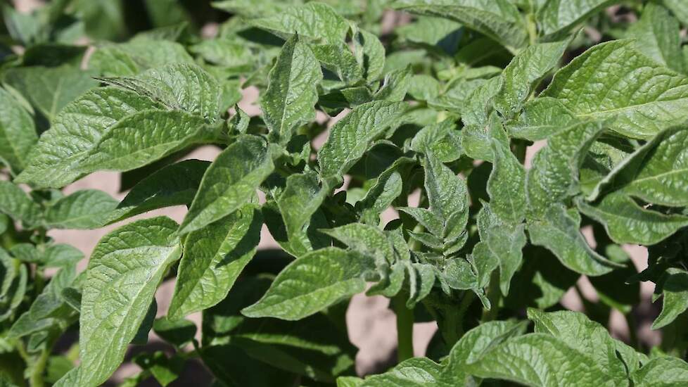 Aardappelen ras sinora voor frites en chips