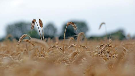 close-up van rijpe tarwe in het veld