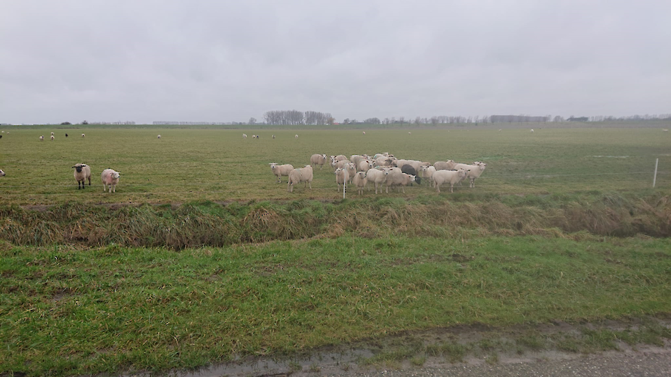 Schapen op perceel Engels Raaigras in Biervliet (ZL)
