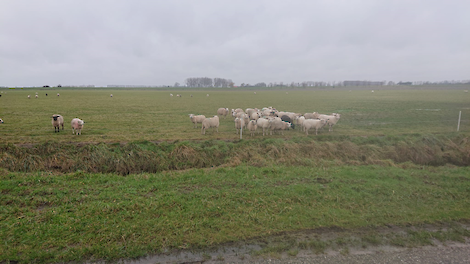 Schapen op perceel Engels Raaigras in Biervliet (ZL)