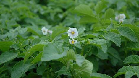 Close-up van bloeiende aardappelen