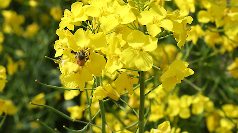 close-up van bloeiend koolzaad