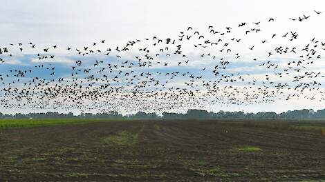 „Het teeltseizoen 2023 nadert met rasse schreden en de Vlaamse boeren en tuinders dreigen terecht te komen in een onzekerheid die hun concurrentievermogen ernstig aantast.”