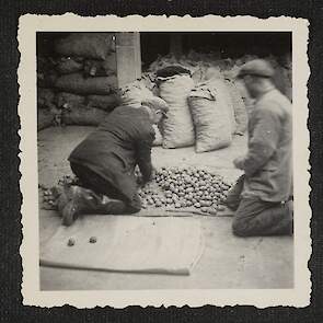 Aardappelen sorteren en keuren, 1948