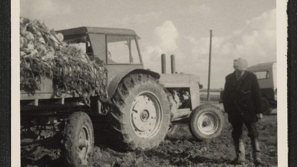 Suikerbietentransport, 1950