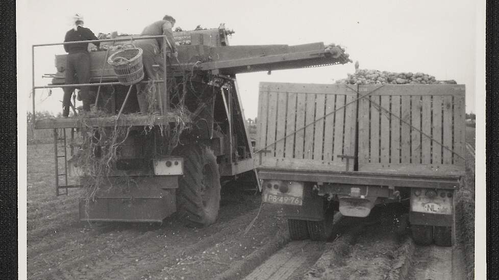 Aardappelen rooien, 1950