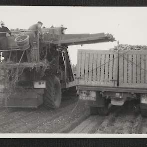 Aardappelen rooien, 1950