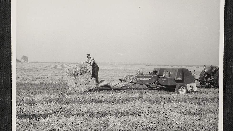 Stro persen en verzamelen, 1955