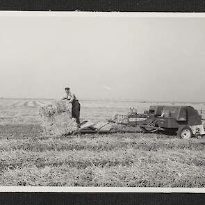 Stro persen en verzamelen, 1955