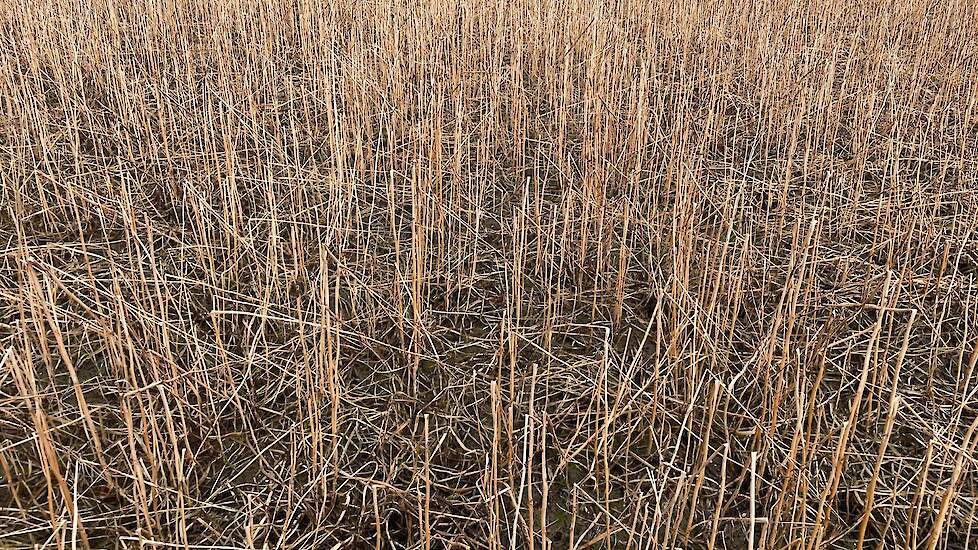 Pas na de winter gaat Kuijpers de groenbemester inwerken.