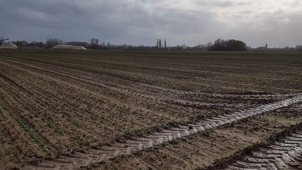 12 maart: Rik van der Weele heeft voor opkomst een onkruidbestrijding toegepast met een bodemherbicide. Eind februari heeft hij 260 kg Kali60 per hectare gestrooid.